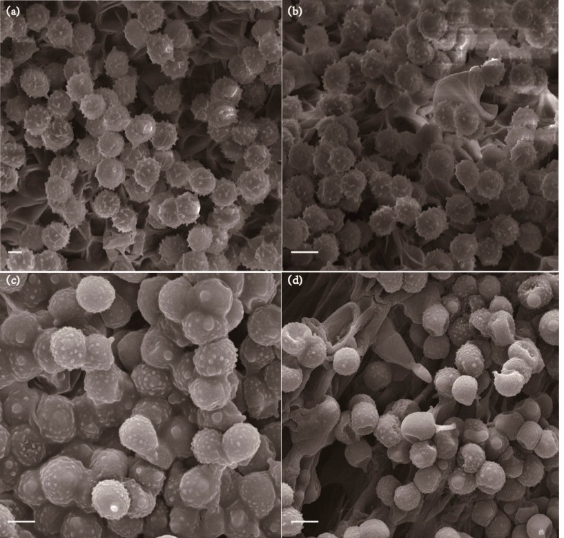 研究中使用了ZEM台扫拍摄的图
