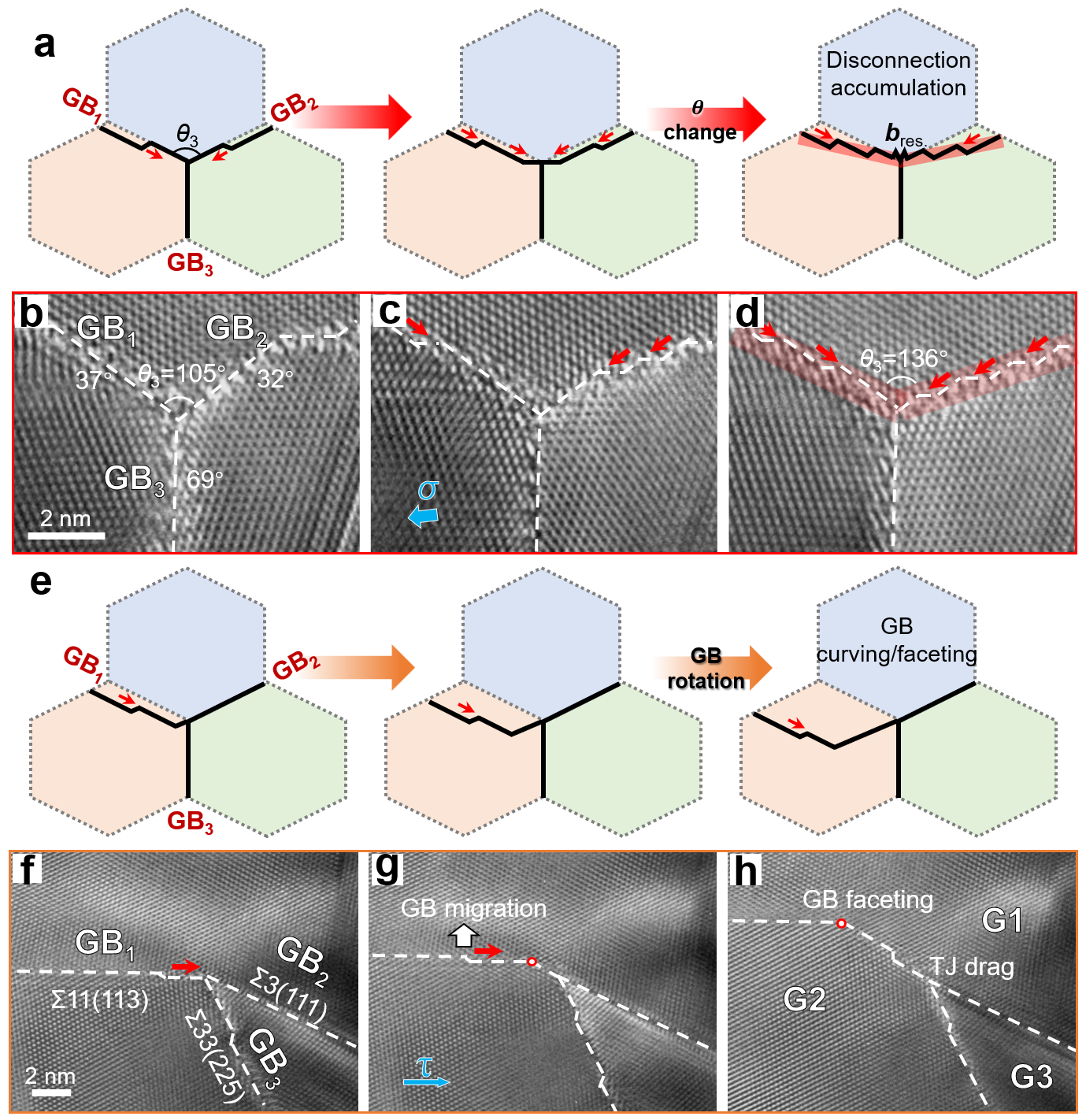 失配位错介导的TJ形貌转变