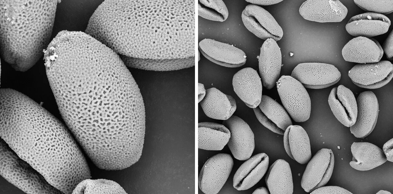 扫描电镜 扫描电镜