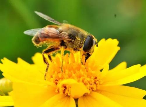 台式扫描电镜观察蜜蜂